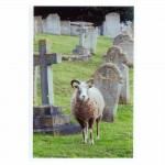 Fig B18 HASTINGS FUNERAL - Sheep warch cortege sml