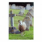 Fig Q2 HASTINGS FUNERAL - Sheep watch cortege sml
